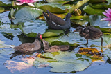 feeding Gallinula chloropus - hranjenje zelenonoga tukalica (_MG_5057m.jpg)