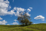 meadow - Slovenija (_MG_4161m.jpg)