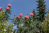 roses - vrtnice (_MG_5379m.jpg)