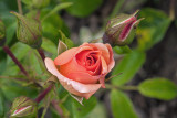 roses - vrtnice (_MG_2489m.jpg)