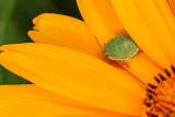 blossom and leaf bug - cvet in stenica (_MG_3252m.jpg)