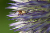 spider in blossom - pajek v cvetu (_MG_2846m.jpg)