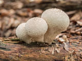 mushrooms - gobe (IMG_4022m.jpg)