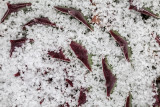 snow on leaves - sneg na listih (_MG_1833m.jpg)