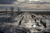 flooded field _MG_5961m.jpg