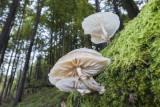 mushrooms (IMG_2600m.jpg)