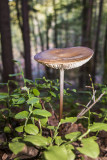 mushroom (IMG_2306m.jpg)