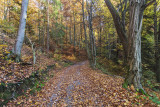 autumn forest (IMG_9156m.jpg)