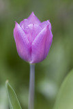 tulip (_MG_8191m.jpg)