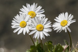 daisies (_MG_8595m.jpg)