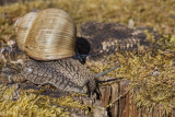 snail (_MG_8957m.jpg)