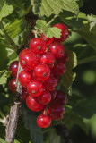 currants (_MG_8259m.jpg)