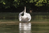 swan (_MG_3446m.jpg)