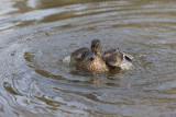 duck Anas platyrhynchos  female (_MG_7647m.jpg)