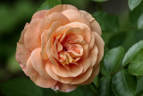 orange rose (_MG_7144m.jpg)
