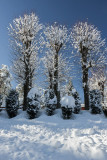 snow on trees (_MG_8410ok.jpg)