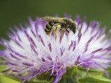 wild bee (IMG_8164m.jpg)