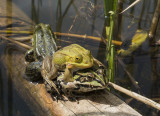 green frog (IMG_6773m.jpg)
