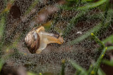 snail on cobwebs (_MG_8657m.jpg)