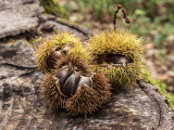 chestnuts (IMG_4091m.jpg)