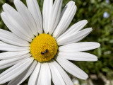 Leucanthemum ircutianum (IMG_7105m.jpg)