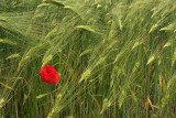 Papaver rhoeas in wheat field (_MG_7295m.jpg)