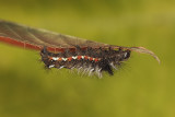 caterpillar (IMG_7681m.jpg)