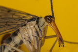 scorpion fly mecoptera (IMG_2862m.jpg)