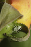 spider in rose pope (IMG_4394m.jpg)