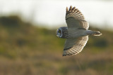 Short eared owl ( Velduil )