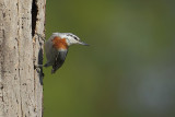 Krpers Nuthatch (Turkse boomklever)