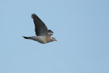 Common Wood Pigeon (Houtduif)