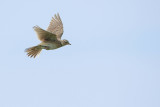 Eurasian Skylark (Veldleeuwerik)