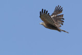 Oriental Honey-buzzard (Oostelijke wespendief)