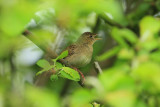 Common Grasshopper Warbler (Sprinkhaanzanger)