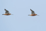Bar-tailed Godwit (Rosse grutto)