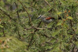 Black-headed Tchagra (Zwartkruintsjagra)