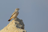 Red-tailed Wheatear (Roodstaart tapuit)