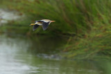 Little bittern (Woudaap)