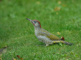 Eurasian Green Woodpecker (Groene specht)