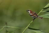 House Sparrow (Huismus)