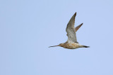 Bar-tailed Godwit (Rosse grutto)