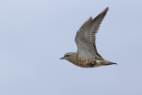 Dotterel (Morinelplevier)