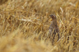 quail_and_partridge
