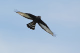 Black Harrier (Zwarte Kiekendief)