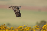 Spotted Eagle Owl (Afrikaanse Oehoe)