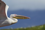 Great white pelican  (Roze Pelikaan)