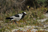 Blacksmith Lapwing (Smidsplevier)