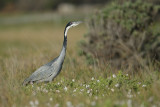 Black-headed Heron (Zwartkopreiger)