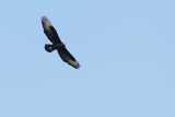 Verrauxs Eagle (Zwarte Arend)
